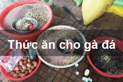 Sử dụng quả chuối trong quá trình nuôi gà đá nên hay không?