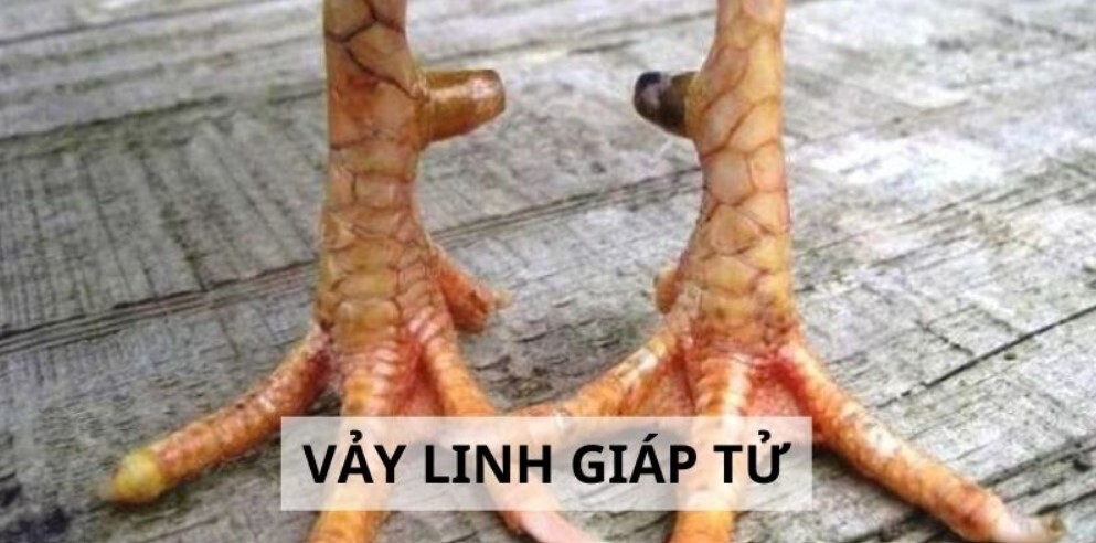 Bề ngoài của vảy Linh Giáp Tử